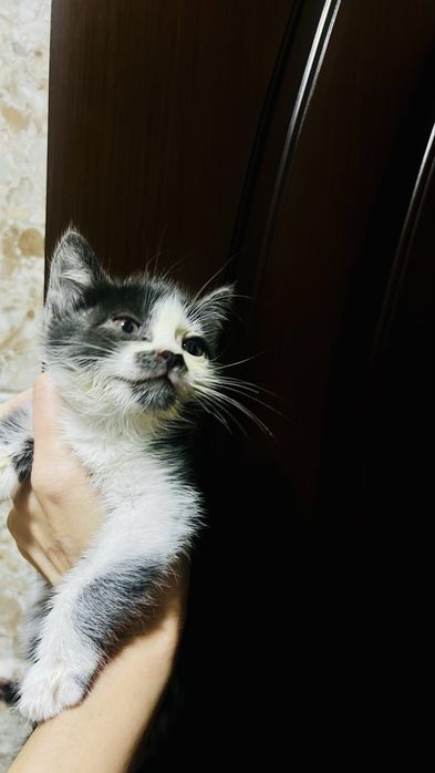 Даром отдам котенка в добрые руки, мальчик на первом фото мама