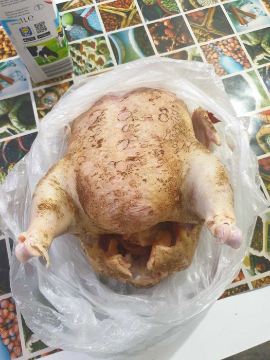 Pasare de curte găină și cocos