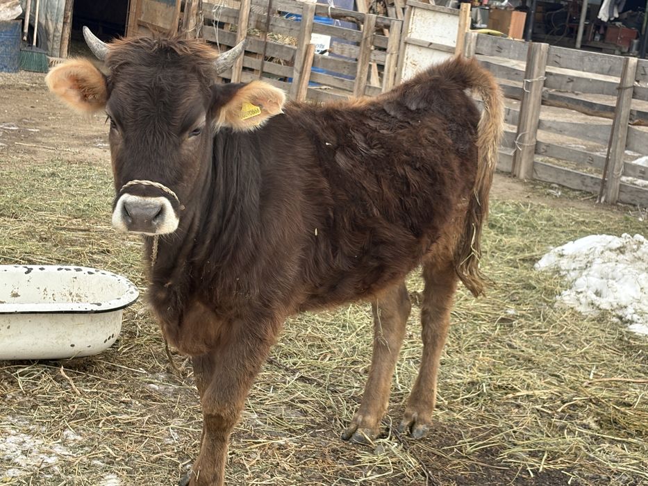 ургашы тайынша сатылады