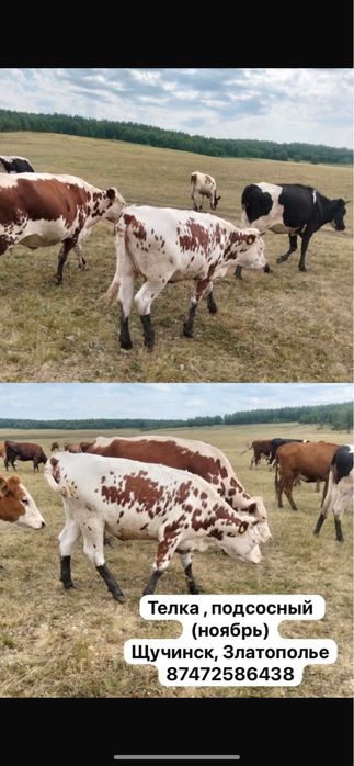 Продам скот, недорого