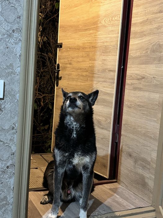 Пропала собака лайка черного цвета