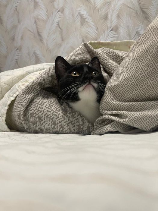 Пристраивается  мальчик котик