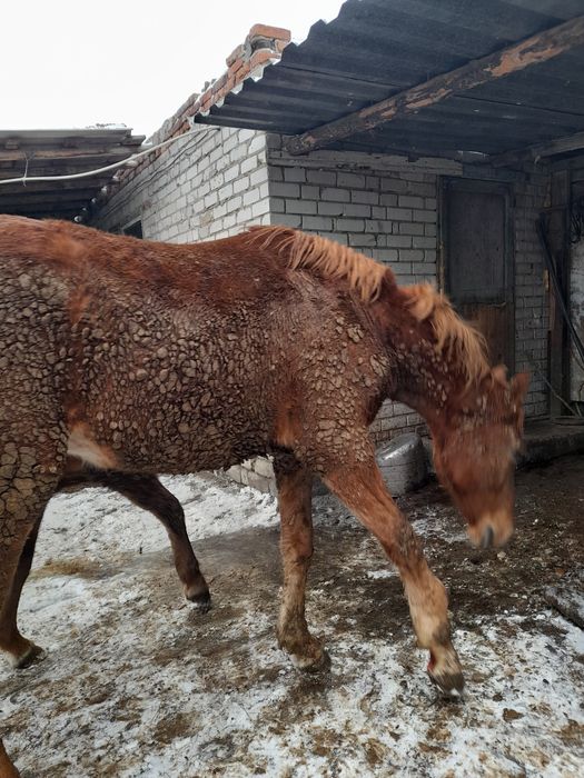 Продам двухлеток