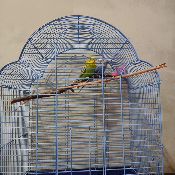 Продам попугаев с клеткой