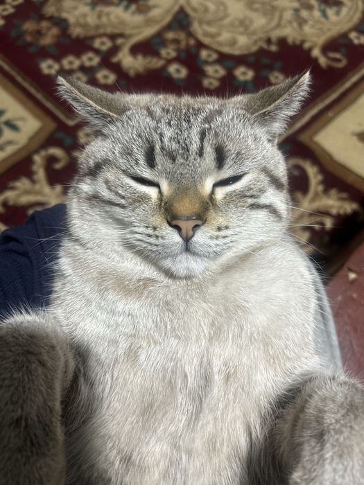 Жоғалған сур мысық Актау