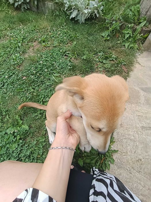 Подарявам кученце