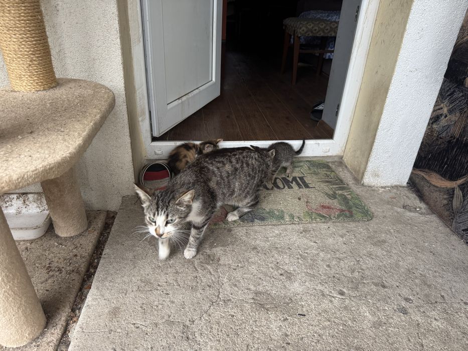 Подарявам котенца