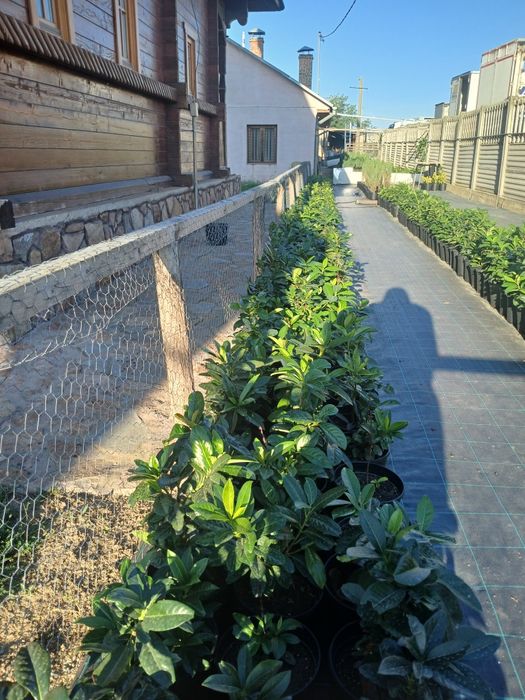 Vînd prunus laurocerasus,,chiparos tottem,albiția ,