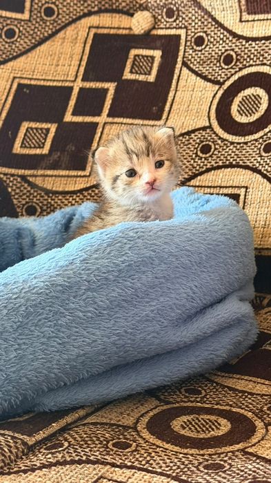Кошка әлі кішкентай