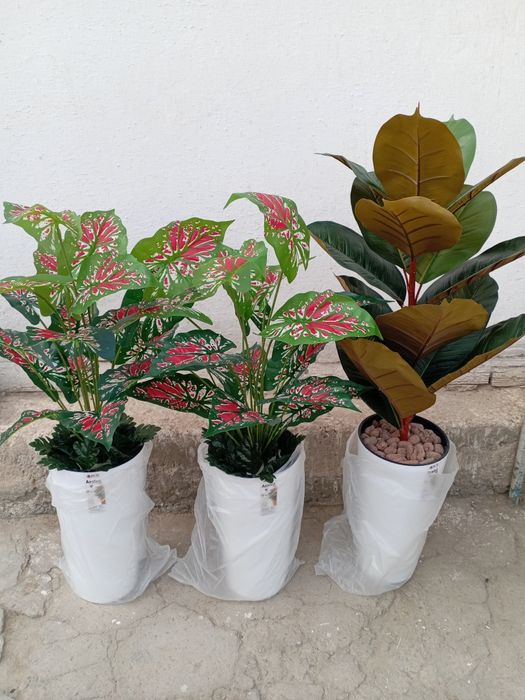 Суний ва декоратив гуллар. Навои шахар. Ассортимент мавжуд