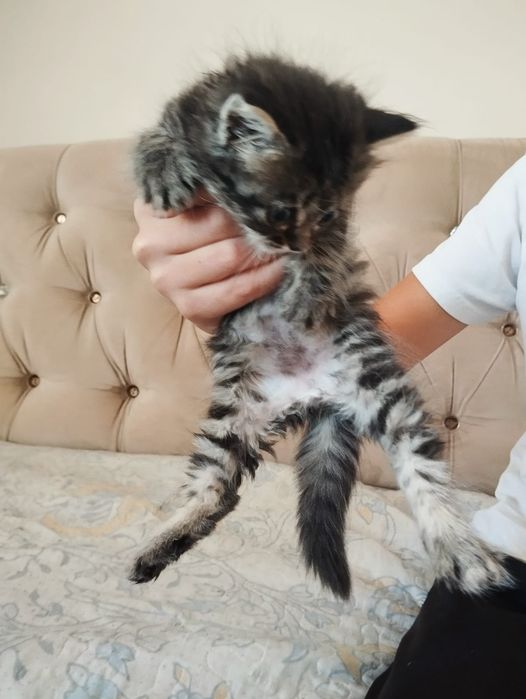 Котята знают лоток
