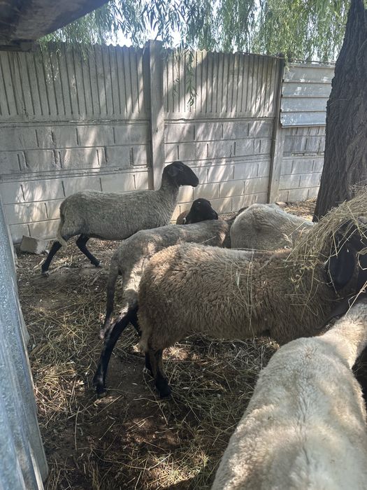 Vand oi tigaie sarbeasca 5 bucati. Berbeac tigaie sarbeasca.