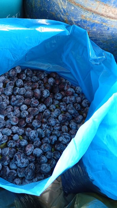 Vand prune culese