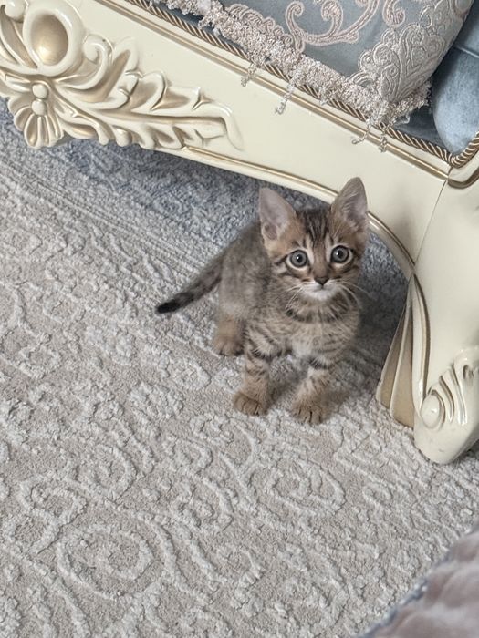 Продам котенка мальчик 1.5 месяца