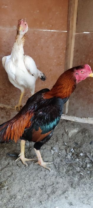 Сотилади икаласи мокийон тухум да