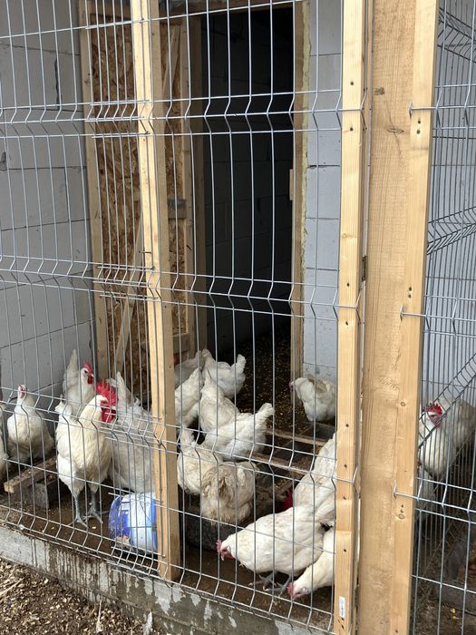 Ouă La Bresse pentru incubat – carne exclusivistă, ouătoare excelente