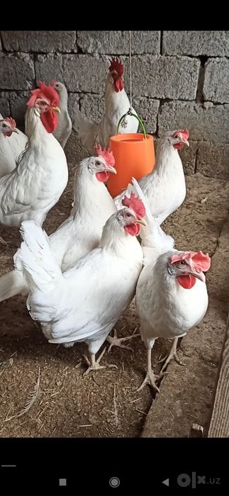 Legorin zot tovuqlar tuhumi sotladi 10 ming