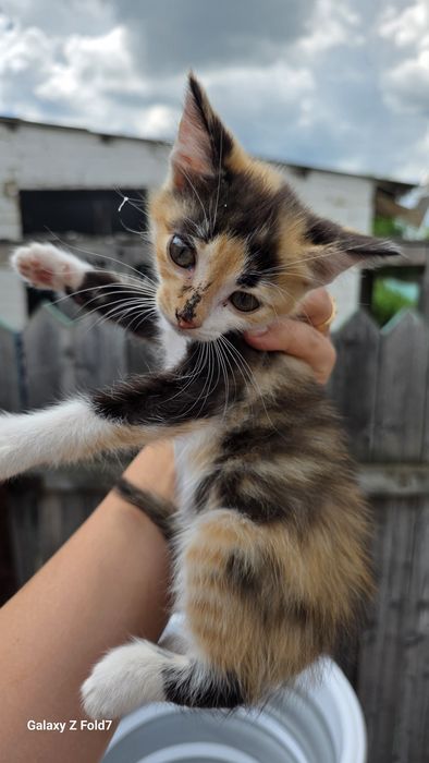 Отдам милых котят. В добрые руки