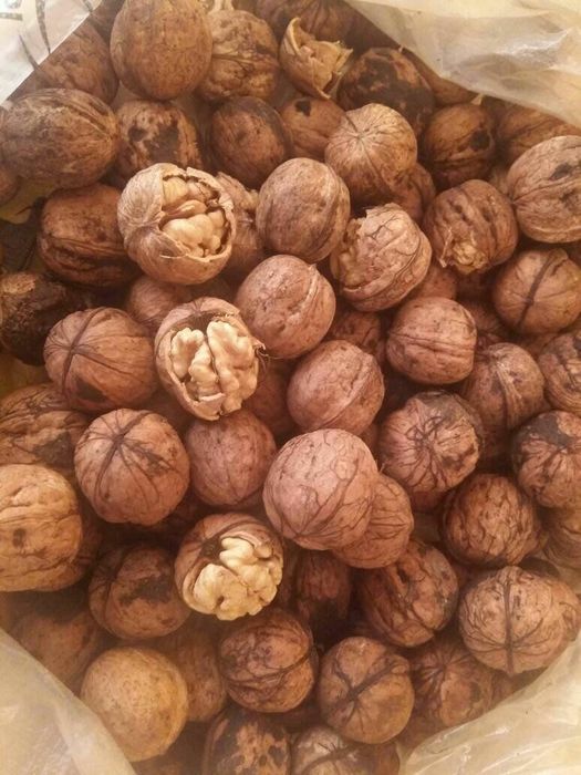 YONGʻOQ Kuchatlari sotiladi 6 xil  xosilga kirgan oq magʻiz sortlar