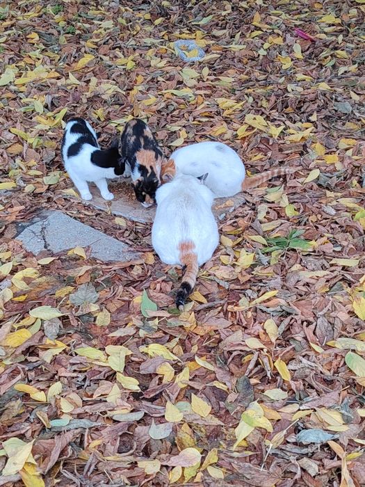 Dau spre adoptie pui de pisici de trei luni