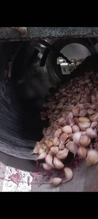 Usturoi de vânzare  pentru plantat și consum soiuri alb și rosu