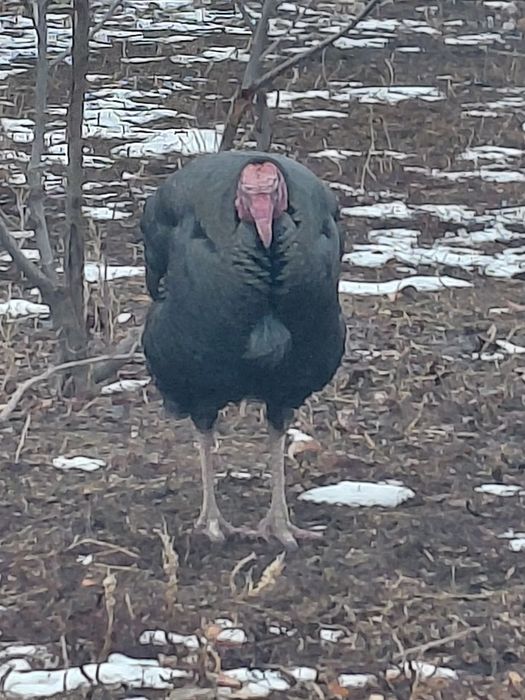 Ундик сатылады 10000т