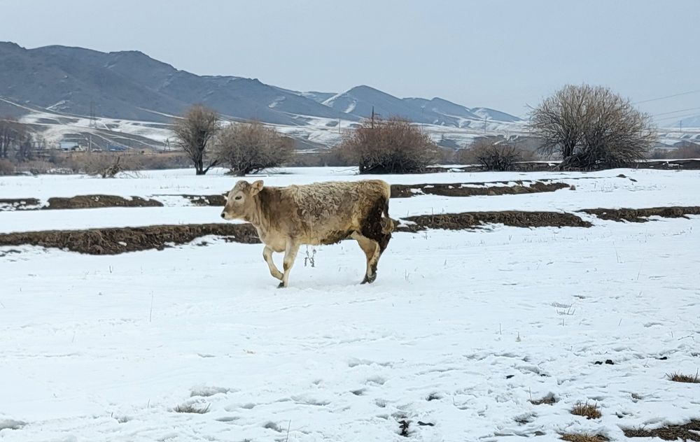 Екі тайынша сатылады