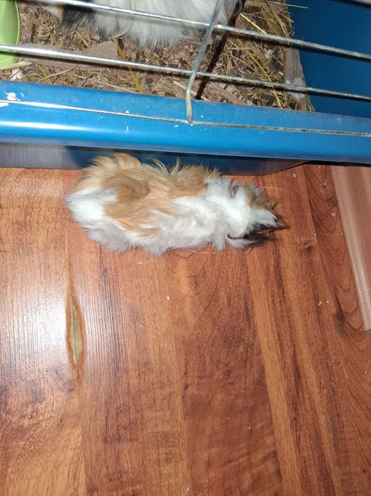 Морско свинче  момиче