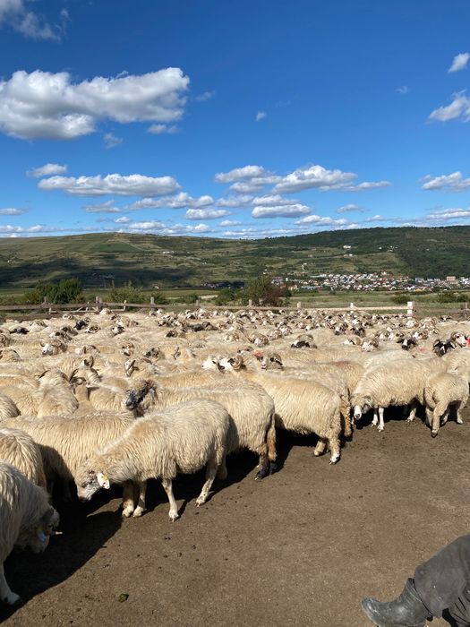 Vând oi și berbeci