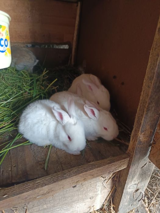 Vând iepurași albi de rasă