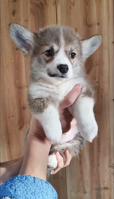 Вельш-корги пемброк