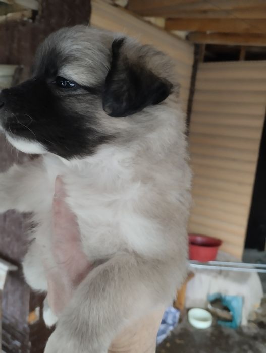 Щенки звонок месечные