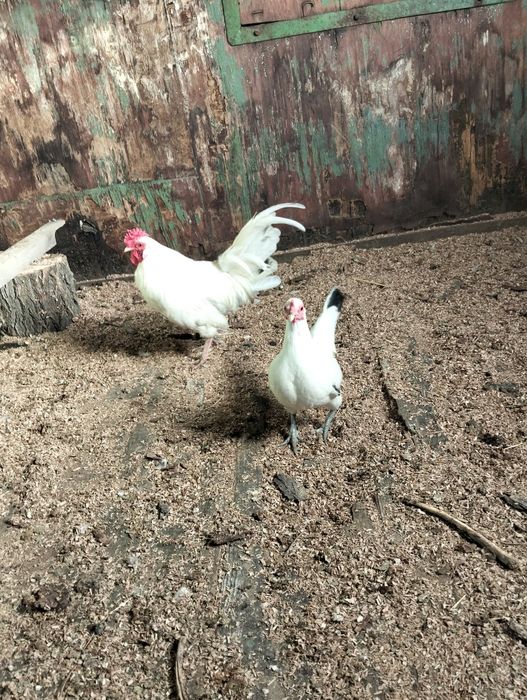 Продам карликового петушка