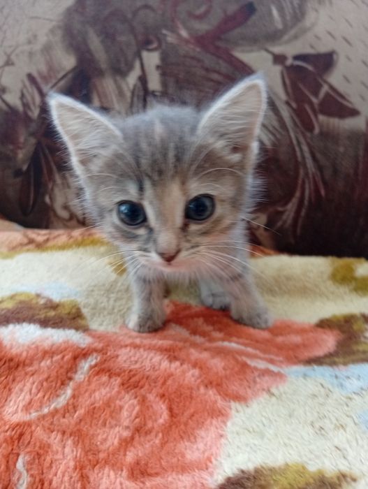 Отдам котят в добрые руки!