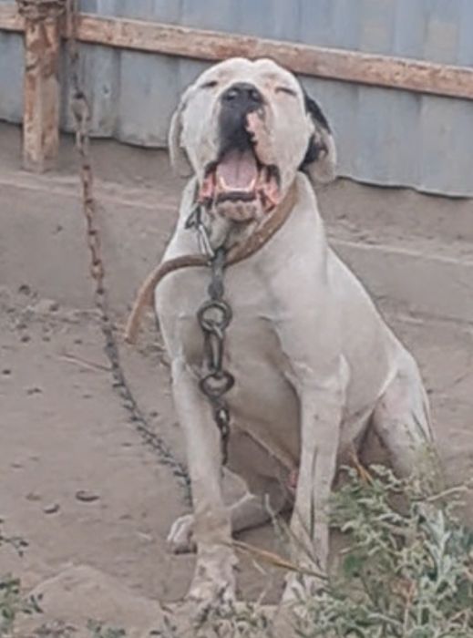 Аргентинский дог сатылады