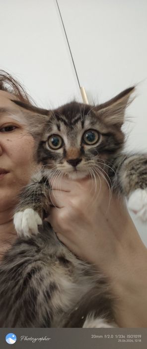 Милый котенок мальчик