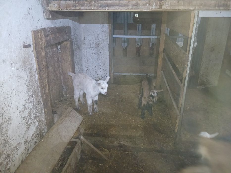 Iezi mici de vanzare fătați in 8 februarie