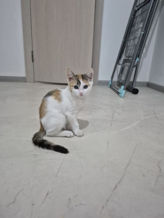 Котенок 3х цветн 3х месячный