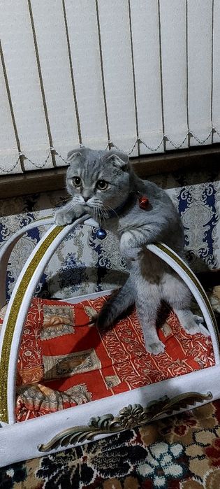 Scottish fold erkak 1yosh. Toza zot