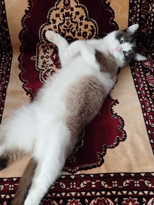 отдам кота в добрые руки