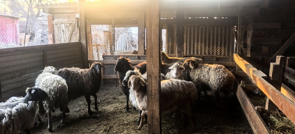 Семіз тоқты қойлар