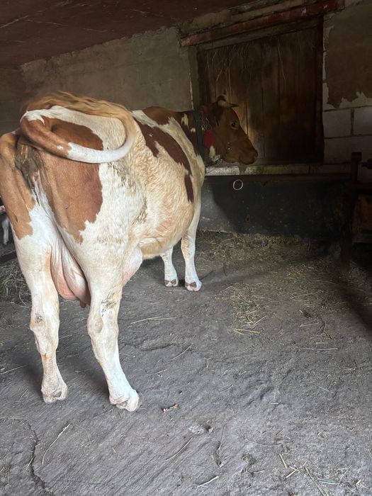 Vand vaca buna de lapte cu vitea