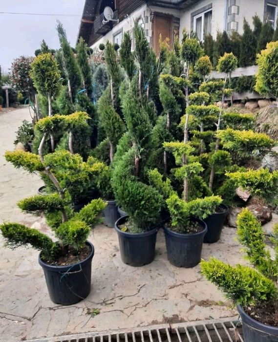 Prunus laurocerasus, Catalpa, bambus plante ornamentale tuia smaragd