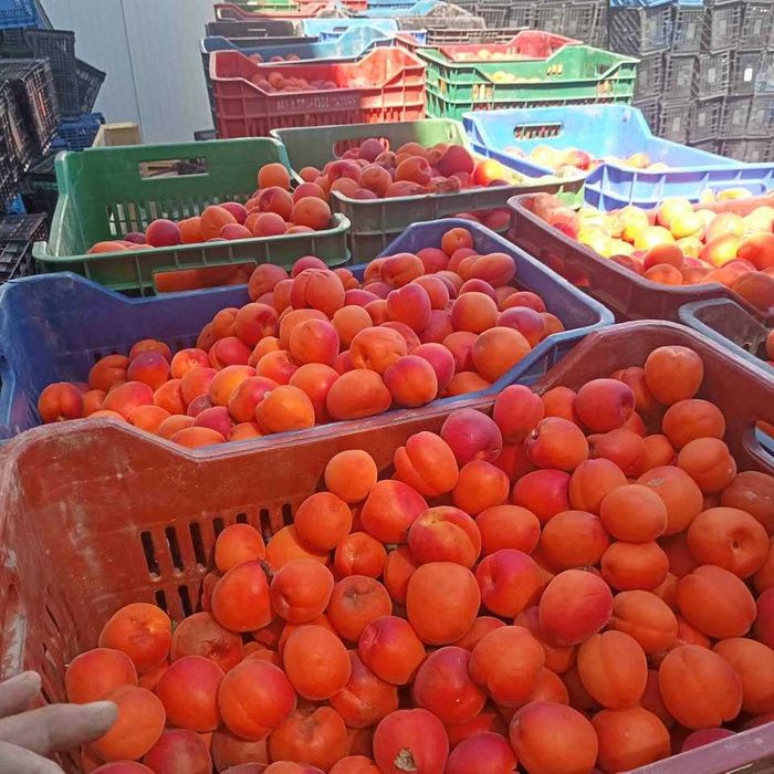 Caise bune pentru palincă țuică, dulci și bine coapte, livrare rapidă la domiciliu