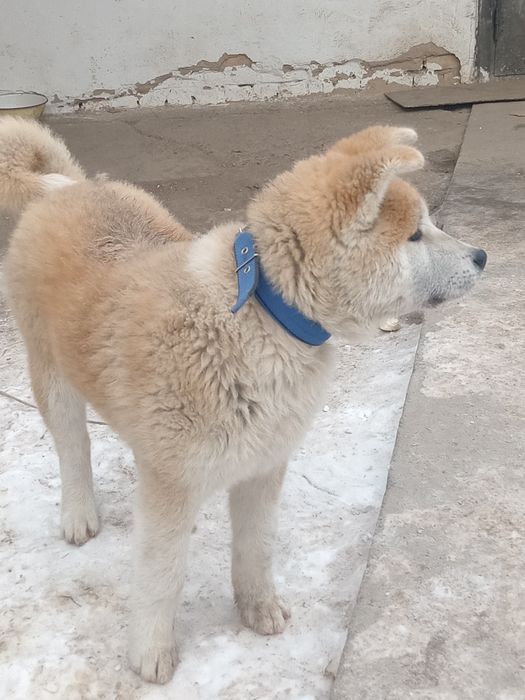 Шинок Акито акито