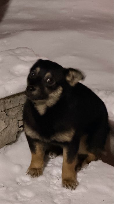 Отдам щенка девочку бесплатно