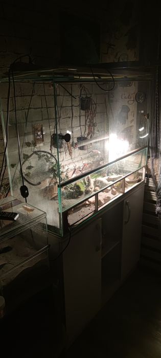 Продаётся самец агамы с террариумом