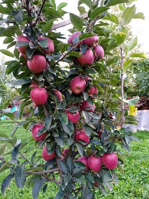 Pomi fructiferi columnari de vânzare,  diferite soiuri