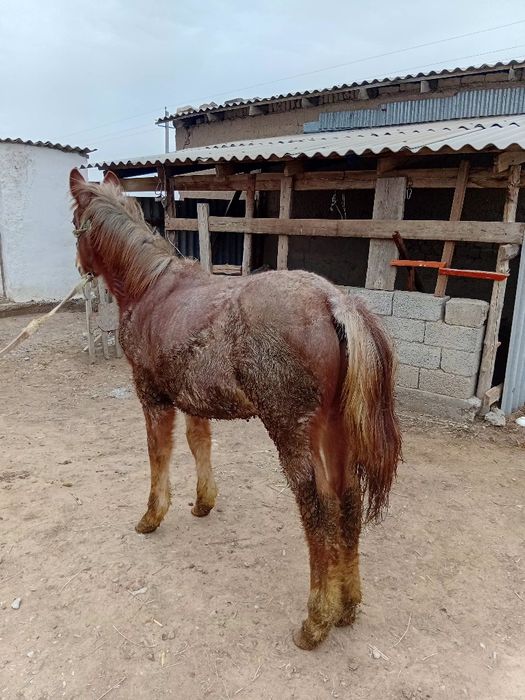 Еркек жабағы сатылады
