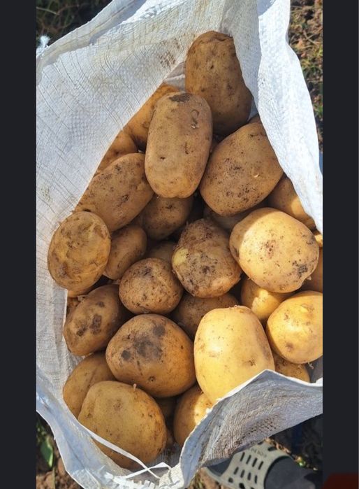Домашняя картошка